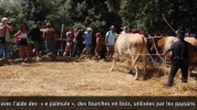 Tribberia.mp4