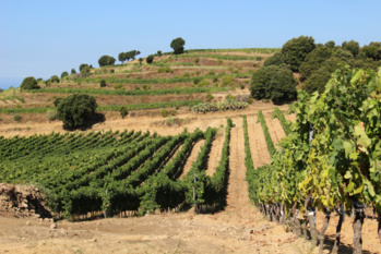 Vigne et production viticole Vigne et production viticole