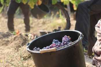 Vigne et production viticole Vigne et production viticole