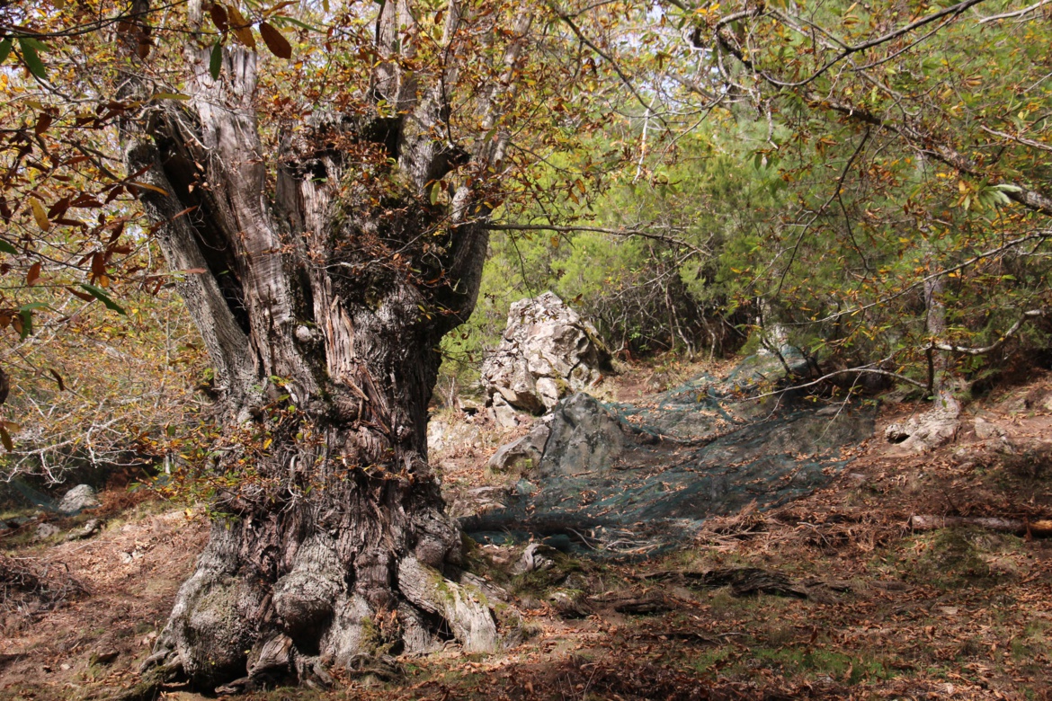 Châtaigniers et châtaignes