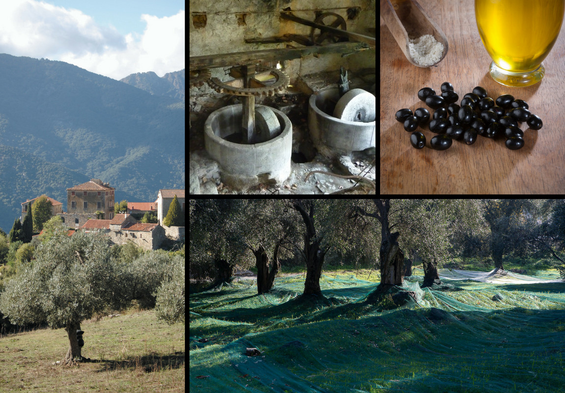 Oliviers et huile d'olive