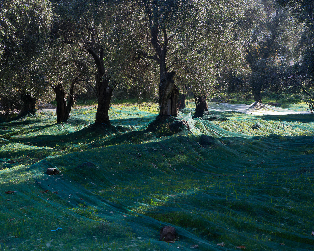 Oliviers et huile d'olive