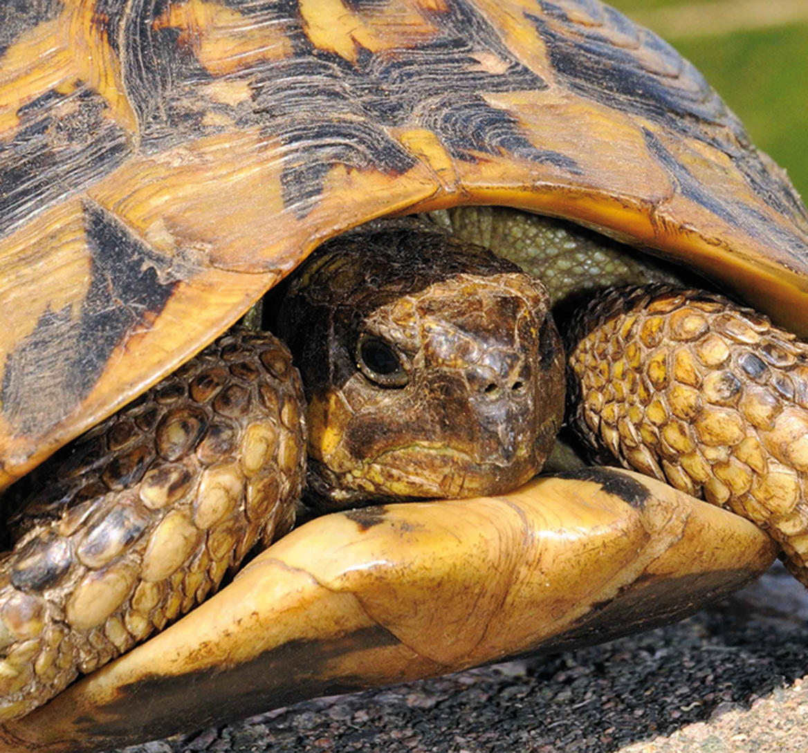 La tortue d'Hermann