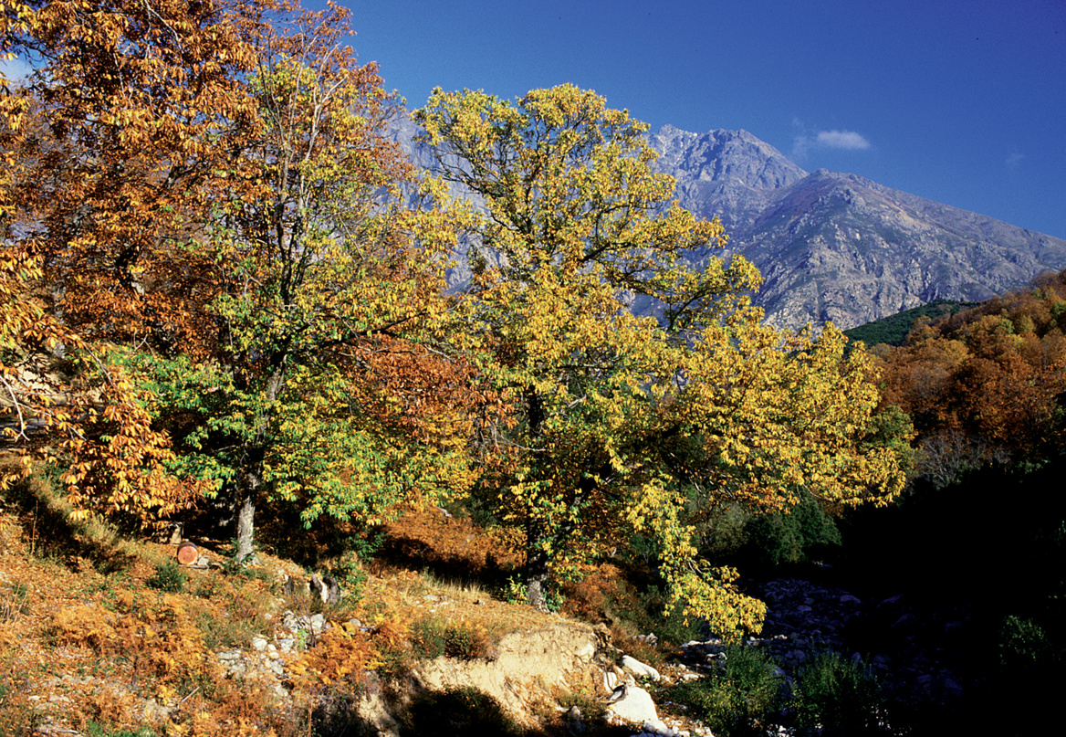 Le châtaignier