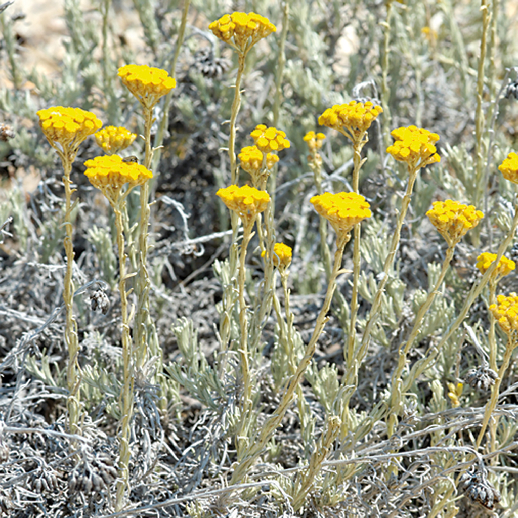 L'immortelle