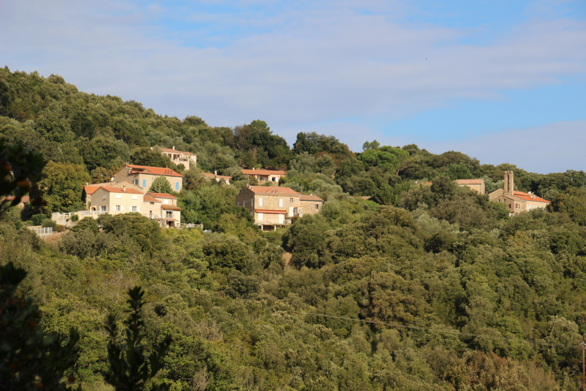Pietrosella (Petrusedda) 