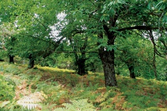 Le châtaignier