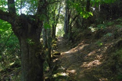 Tavera Bastelica