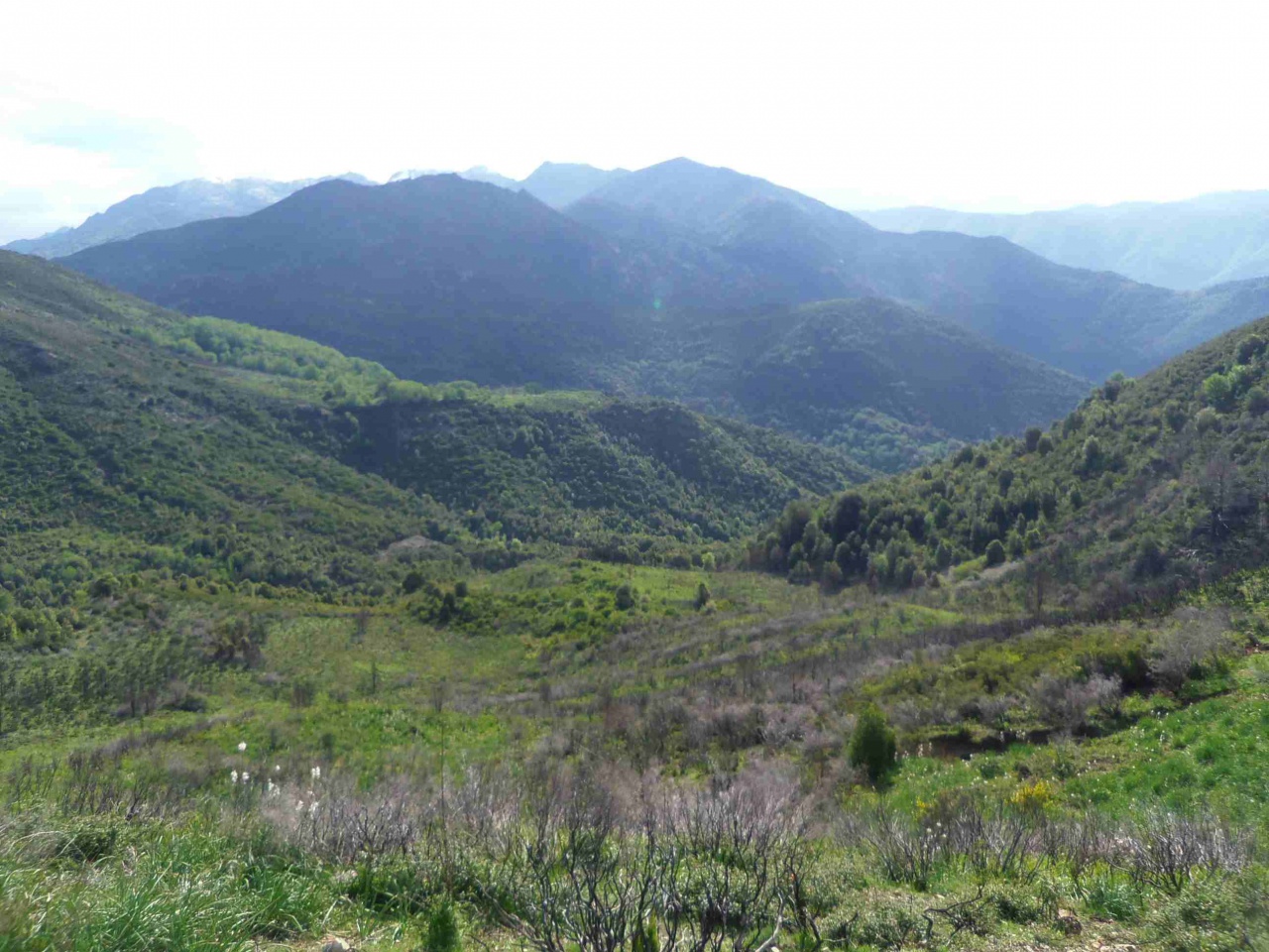 Tavera Bastelica